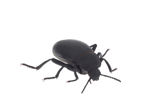 Darkling beetle isolated on white background, Blaps sp
