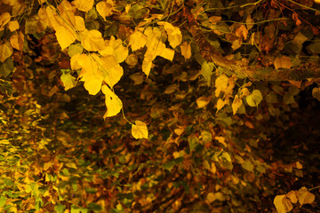 Autumn leaves, golden, beautiful background.