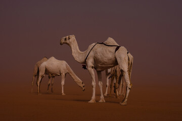 camels in the desert