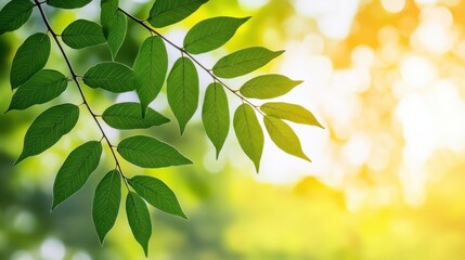 A close-up of vibrant green leaves illuminated by sunlight, creating a fresh and natural atmosphere.