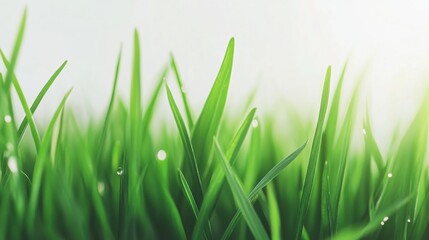 Obraz premium A close-up view of lush green grass blades, glistening with morning dew, illuminated by soft sunlight.