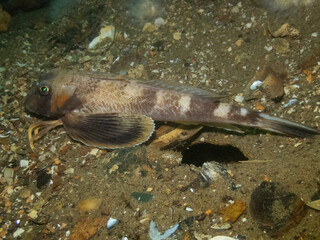Northern Searobin