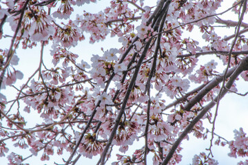 東日本大震災後の仙台蒲生地区で咲いた桜 Cherry blossoms blooming in the Sendai...