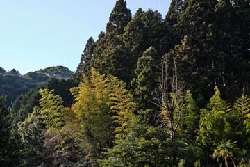 many type of trees in a part of big forest in summer time