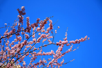 many pink sakura cherry blossom flowers bloom in spring in Japan with blurred background