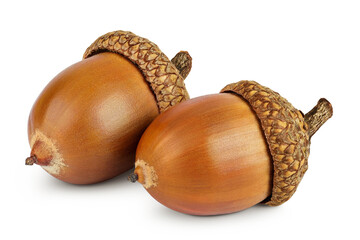 Brown acorn oak nut isolated on white background