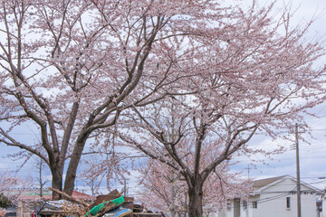 東日本大震災後の仙台蒲生地区で咲いた桜 Cherry blossoms blooming in the Sendai...