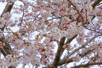 東日本大震災後の仙台蒲生地区で咲いた桜 Cherry blossoms blooming in the Sendai...