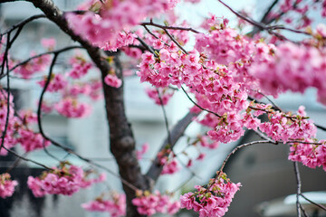 many pink sakura cherry blossom flowers bloom in spring in Japan with blurred background
