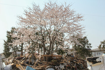 東日本大震災後の仙台蒲生地区で咲いた桜 Cherry blossoms blooming in the Sendai Gamo area after the Great East Japan Earthquake