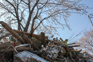 東日本大震災後の仙台蒲生地区で咲いた桜 Cherry blossoms blooming in the Sendai Gamo area after the Great East Japan Earthquake