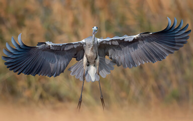Heron in flight 