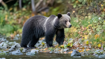 Fototapeta premium Grizzly bear exploring a river bank in a lush forest during autumn