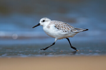 Sanderling