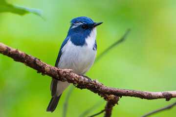 Obraz premium Ultramarine Flycatcher 