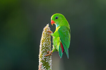 Vernal hanging Parrot