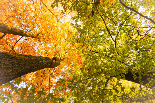 Blick nach oben in die bunten Baumkronen des Herbstwaldes mit Kontrast der Farben