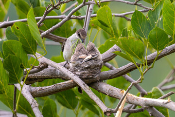 Minivet on nest with hatchlings