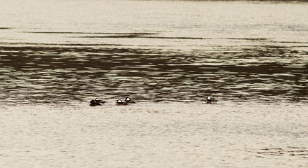 ducks on the water
