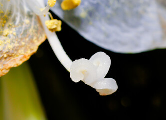 K&ouml;nigin der Nacht