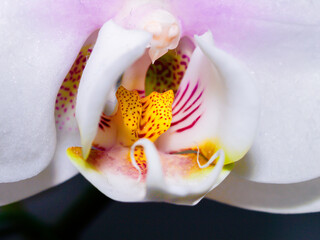 Weisse Orchidee