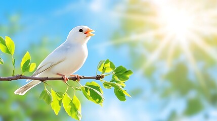 Obraz premium White Bird on Branch Spring Sunshine Green Leaves