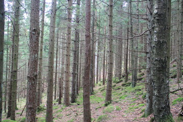 trees in the forest