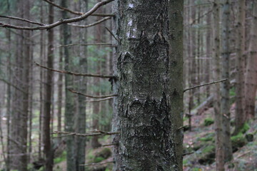 Fototapeta premium tree in the forest
