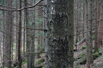 Fototapeta premium tree in the forest