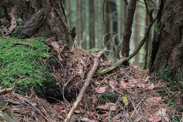 stump in forest
