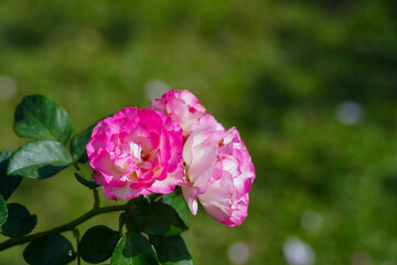pink rose flower blossom in the garden