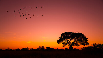 sunset in africa, safari with wild animals. flock of birds against the background of sunset in the...