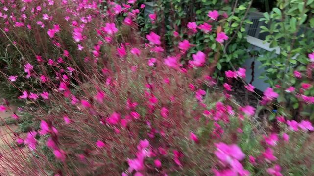 Blooming ornamental pink gaura on flowerbed in overcast day