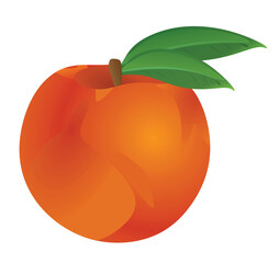 Peach fruit on white background, vector