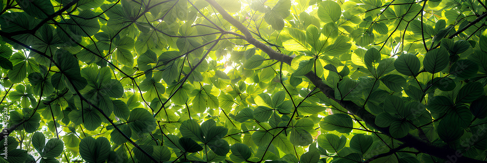 Poster looking up through lush green leaves on tree branches with sunlight streaming through, creating a vi