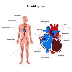 Arterial artery human system full body  medical diagram