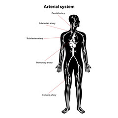 Arterial artery human system full body  medical diagram