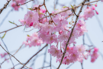 春の柔らかい陽射しを浴びた枝垂桜の花