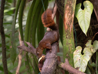 Red Tailed Squirrel