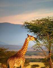 Fototapeta premium Their long necks and unique patterns make giraffes truly remarkable