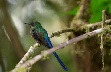 Violet Tailed Sylph