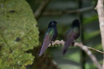 Fototapeta premium Velvet Purple Coronet