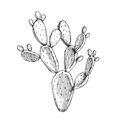 Vector hand-drawn illustration of prickly pear. Black and white cactus. Wild succulent. Flora of desert.
