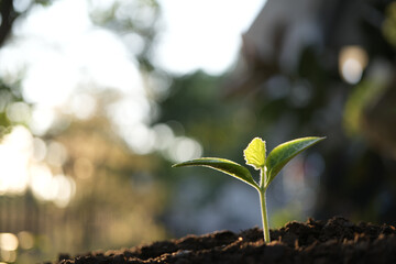 small growing pumpkin sprout, backyard home garden