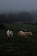 Obraz premium Boeufs en Normandie France