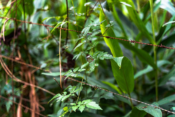 Transparent butterfly