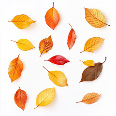 Obraz premium Colourful autumn leaves
