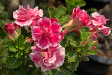 red Adenium flowers in the garden