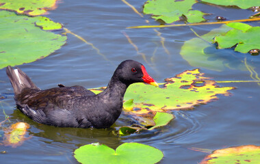 A beautiful moorhen with its distinctive red and yellow beak glides peacefully on a lily-covered pond. This serene image is ideal for wildlife enthusiasts, nature blogs, environmental education.