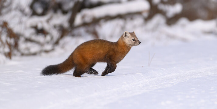 Pine Marten in the Snow